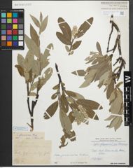 Foto von Salix glaucosericea Flod.